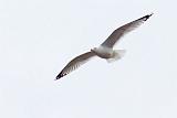 Gull In Flight_DSCF00846